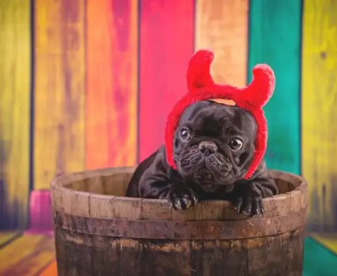 I had a French bulldog put in here earlier