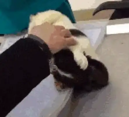 The Internet guy took the dog to the needle, and he was afraid he'd have his eyes covered with claws