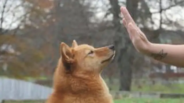 When the master reached out to touch the dog's head, it gave its head to the tallest