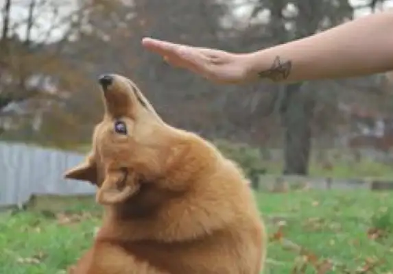 When the master reached out to touch the dog's head, it gave its head to the tallest
