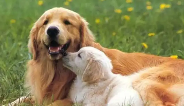Why do you always say golden hair can't be a police dog? You're probably surprised to answer that