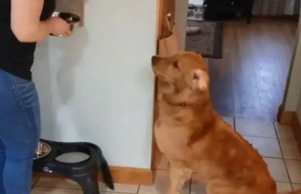 Crazy golden hound