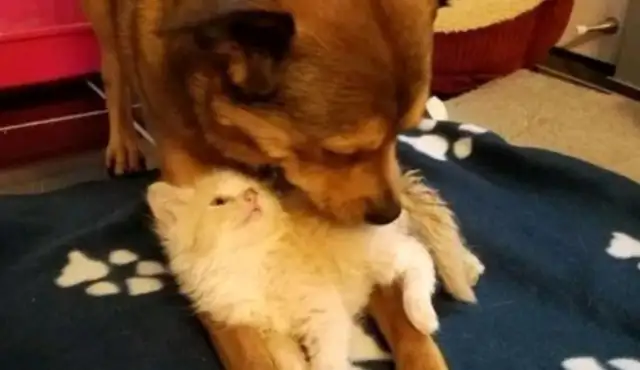 Girls pick up three kittens and dogs are addicted to cat-sucking