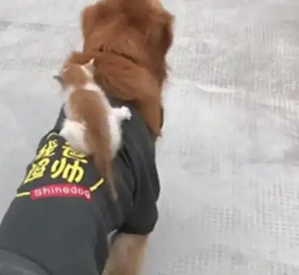 A woman with a golden puppy and a little baby on her body