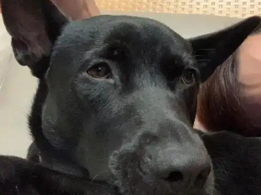 Don't give a dog anything like this to prevent another tragedy