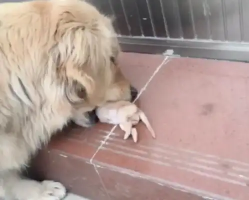 A dog with blond hair in the morning. The master must have something to do