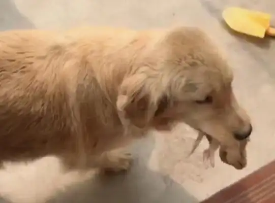 A dog with blond hair in the morning. The master must have something to do