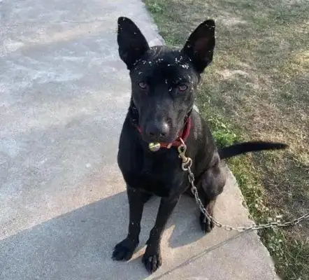 Don't give a dog anything like this to prevent another tragedy