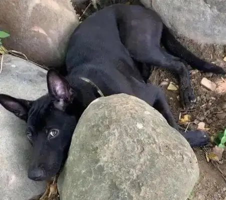 Don't give a dog anything like this to prevent another tragedy