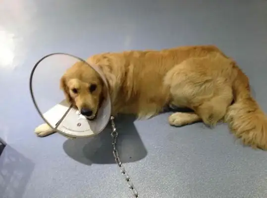 He took his own golden hair to the hospital and the doctor said the dog was hopeless after the operation!