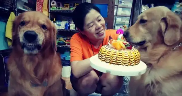 Blondie looks at another dog's cake, and the food looks terrible