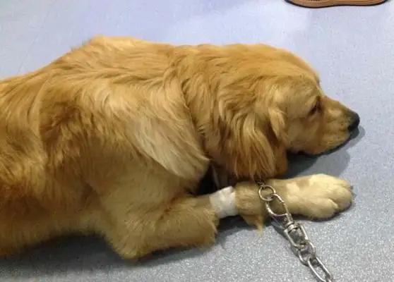 He took his own golden hair to the hospital and the doctor said the dog was hopeless after the operation!