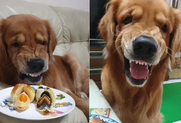 Blondie looks at another dog's cake, and the food looks terrible