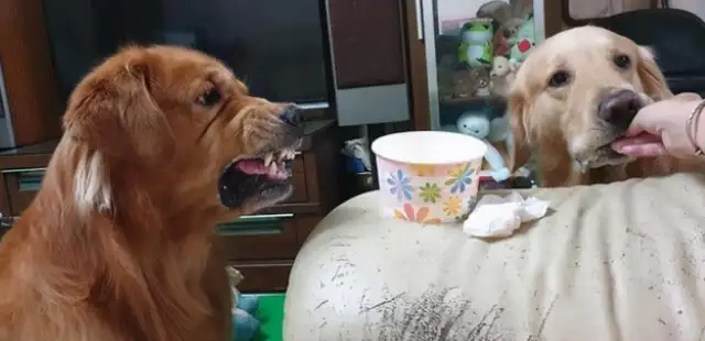 Blondie looks at another dog's cake, and the food looks terrible