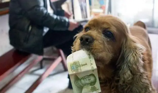 Eating dogs take a dollar a day and buy their own snacks and go home, and they're all out!