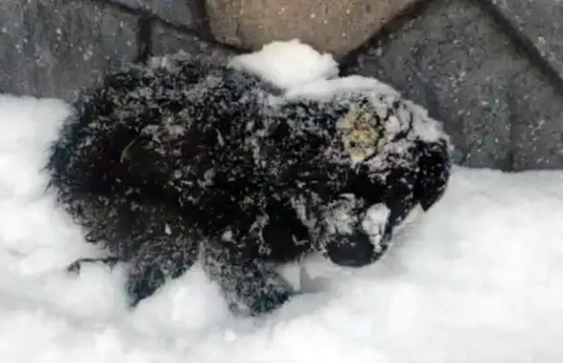 The stray dog swung to sleep and woke up covered in snow