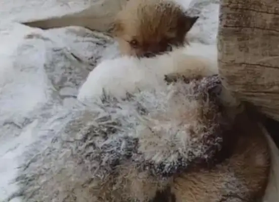 The stray dog swung to sleep and woke up covered in snow