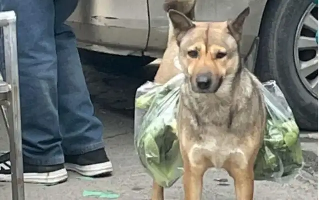 The dog buys food with him every day and never wanders around: it hurts to know