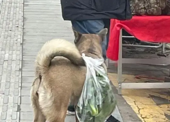 The dog buys food with him every day and never wanders around: it hurts to know