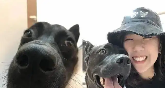 The master left her dog for a trip, picked her up after five days, and the dog took revenge