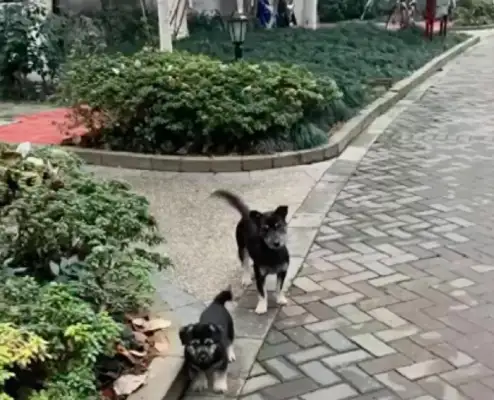 The stray bitch got caught, the mother ran away to cover for the dog, poisoned herself