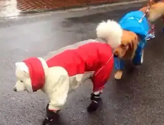 Seymour wears the rain, golden doggy walks behind Sama, and the master must cry..