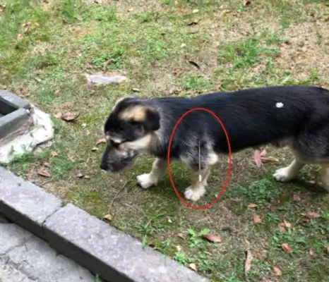 The stray bitch got caught, the mother ran away to cover for the dog, poisoned herself