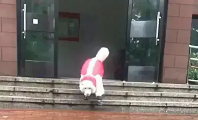 Seymour wears the rain, golden doggy walks behind Sama, and the master must cry..