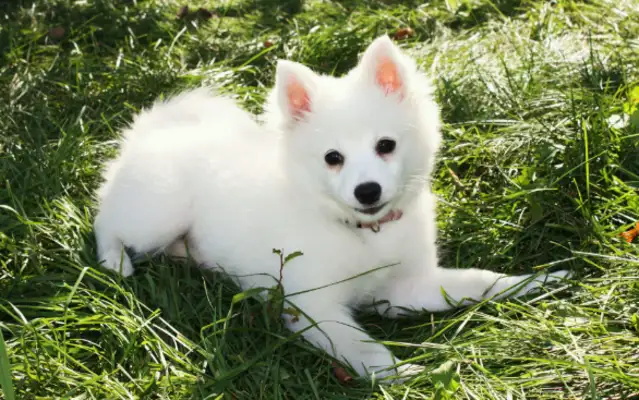 A man threw stones at a pet dog, but the dog owner killed him, and he died in hospital