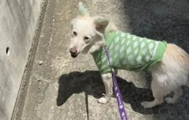 The dog lost by accident. The dog owner was told at work the next day that the dog was looking for you!