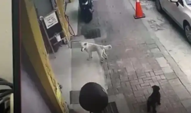 The dog lost by accident. The dog owner was told at work the next day that the dog was looking for you!