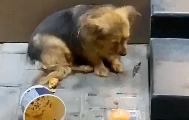 Starving to the exhausted stray dog, looking down at the heart. Dog: Do I deserve happiness