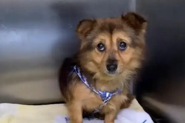 Starving to the exhausted stray dog, looking down at the heart. Dog: Do I deserve happiness