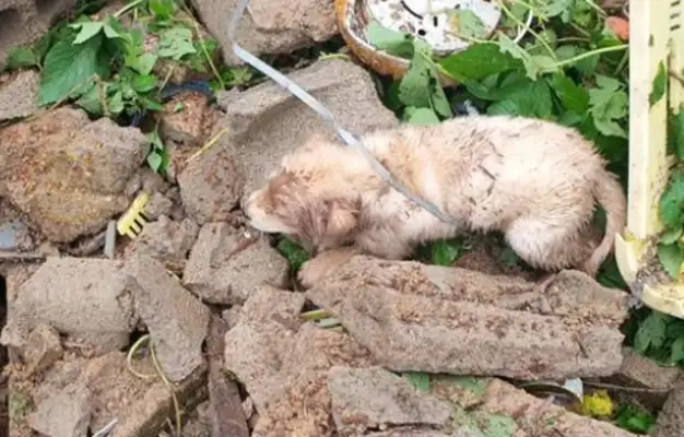 The stray dog was crying all over the ruins, and the good man was following his voice and digging up four dogs