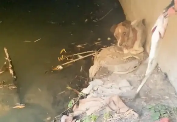 I found a stray dog under the bridge