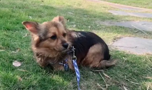 Starving to the exhausted stray dog, looking down at the heart. Dog: Do I deserve happiness