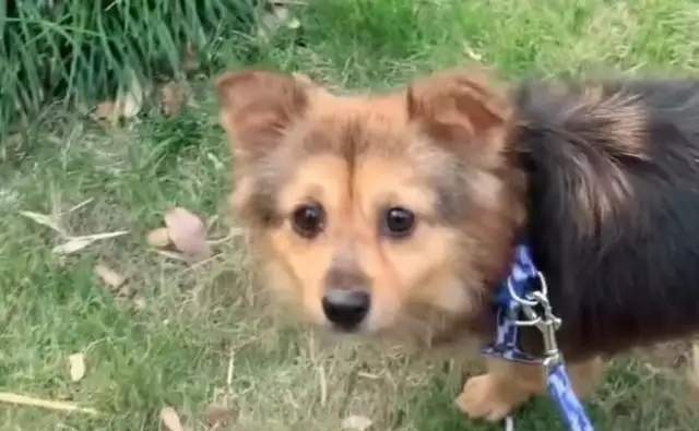 Starving to the exhausted stray dog, looking down at the heart. Dog: Do I deserve happiness