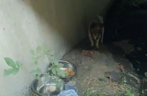 I found a stray dog under the bridge