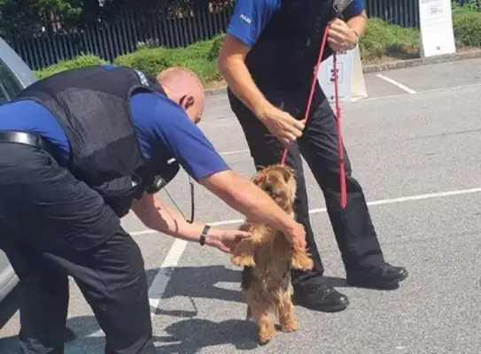 The dog was trapped in his car and dying in the heat. Help
