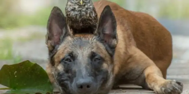 The dog and the master watch the eggs on a daily basis, but becomes the owl's pelt