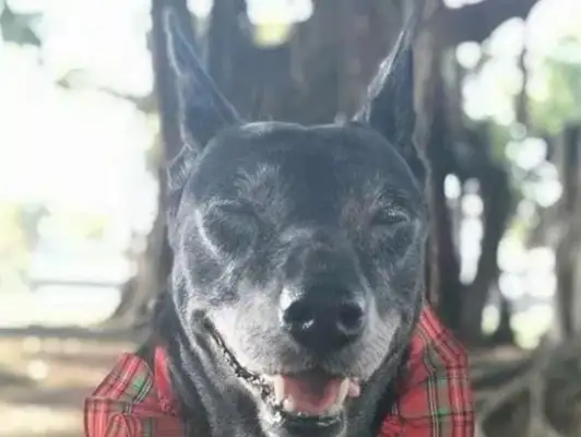 The old man died, and the old dog followed his master for 25 years: they couldn't let each other go