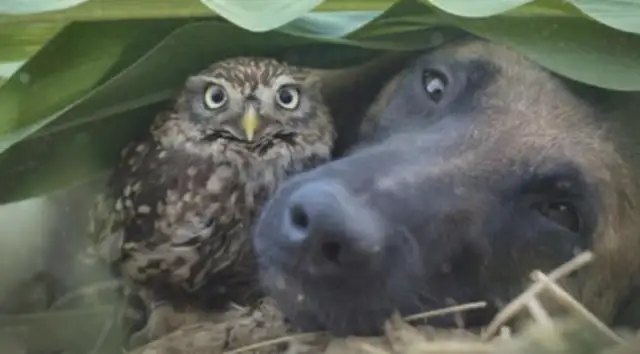 The dog and the master watch the eggs on a daily basis, but becomes the owl's pelt