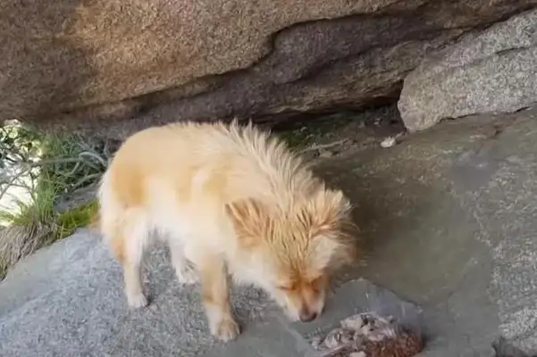 There's a stray dog on top of the mountain, who for two years has refused to go down the mountain, and the master has no heart, but he's loyal