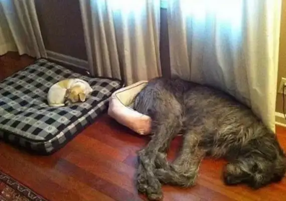 When the dog met the Meows, it became obvious. It was so funny