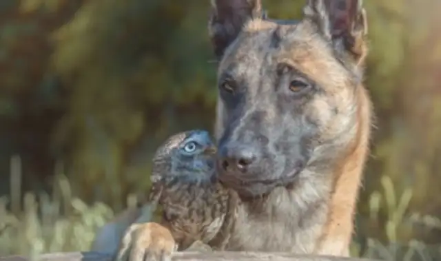 The dog and the master watch the eggs on a daily basis, but becomes the owl's pelt