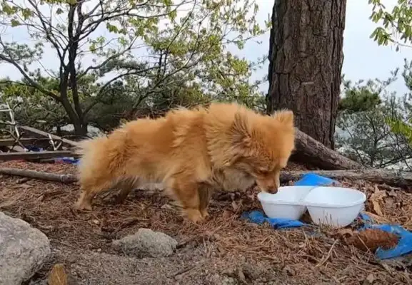 There's a stray dog on top of the mountain, who for two years has refused to go down the mountain, and the master has no heart, but he's loyal
