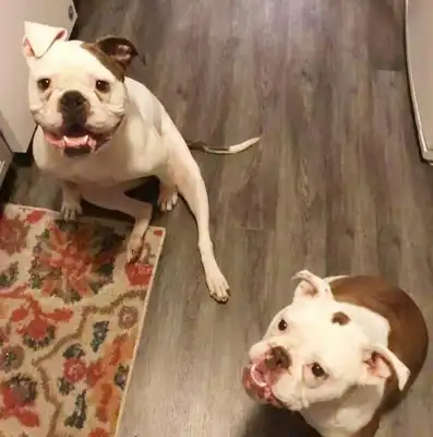 The wife of her husband, who died by accident, cried all day long, adopted a dog and got a smile: we are a family