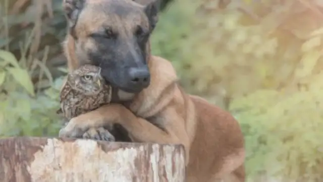The dog and the master watch the eggs on a daily basis, but becomes the owl's pelt