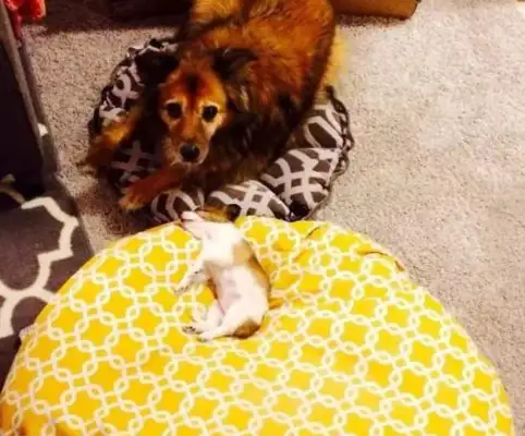 When the dog met the Meows, it became obvious. It was so funny