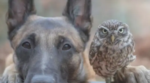 The dog and the master watch the eggs on a daily basis, but becomes the owl's pelt